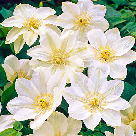 Клематис Guernsey Cream (контейнер 1л)