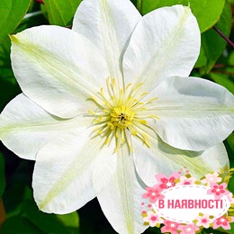 Клематис Guernsey Cream (контейнер 1л)