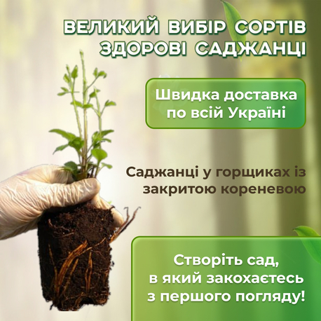 Клематис Freedom (контейнер 1л)